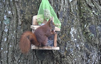 Squirrel (Sciurus) eats peanuts at the feeder in winter