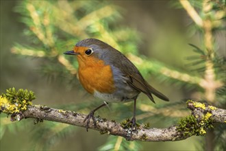 European robin (Erithacus rubecula) on a mossy branch at the edge of a forest, Baden-Württemberg,