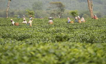 Bokakhat, India. 20 April 2024. Women tea pluckers plucking tea leaves at a tea estate, in