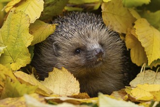 European hedgehog (Erinaceus europaeus) adult animal amongst fallen autumn leaves, Suffolk,