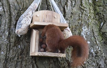 Squirrel (Sciurus) eats hazelnuts at the feeder