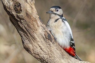 Great Spotted Woodpecker (Dendrocopos major) on a branch in the forest. Bas-Rhin, Alsace, Grand