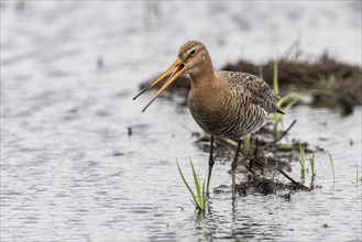 Black-tailed Godwit (Limosa limosa), Lower Saxony, Germany, Europe