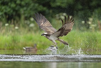 Western osprey (Pandion haliaetus) hunting with a trout, Aviemore, Scotland, Great Britain