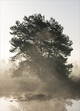 Scots pine (Pinus sylvestris) in the moor, Morgenebel, Lower Saxony, Germany, Europe