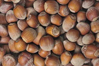 Hazelnuts as bird feed for birds at birdfeeder in winter