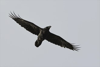 Common Raven, Corvus corax, bird in flight on sky over marshes