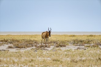 Lone sassaby (Damaliscus lunatus) in dry savannah at the Etosha salt pan, Etosha National Park,