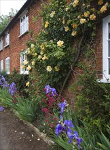 Apricot yellow Buff Beauty variety musk climber rose growing on brick cottage wall, Suffolk,