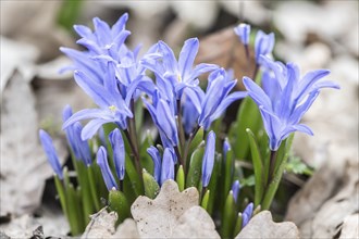 Snow pride (Chionodoxa luciliae), Emsland, Lower Saxony, Germany, Europe