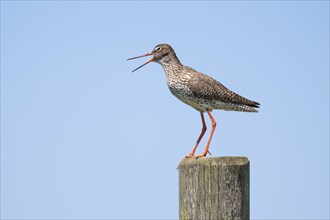 Common redshank (Tringa totanus) with open beak sitting on a fence post, Hallig Hooge, Wadden Sea,