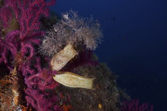 Two specimens of egg capsule of nursehound (Scyliorhinus stellaris) attached to violescent sea-whip