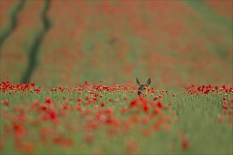 Roe deer (Capreolus capreolus) adult female doe standing in a farmland wheat field filled with