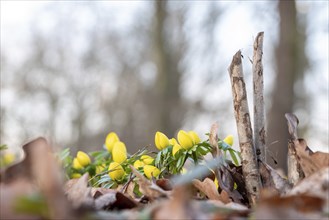 Yellow winter aconites in front of an old tree stump in the forest with focus on the flowers in the