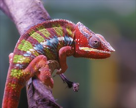 Panther chameleon (Furcifer pardalis), Germany, Europe