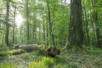 Mixed deciduous forest, deadwood, Hainich National Park, Thuringia, Germany, Europe