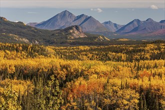 Yellowish coloured aspens in autumn in front of mountains, Alaska Range, Alaska, USA, North America