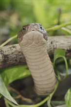 King cobra (Ophiophagus hannah), Thailand, Asia