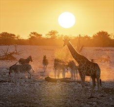 Angolan giraffe (Giraffa giraffa angolensis) and plains zebra (Equus quagga), backlit at sunset,