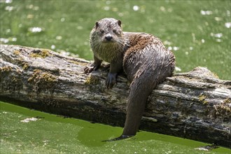 European otter (Lutra lutra) on a tree trunk, captive, Germany, Europe