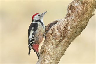 Middle Spotted Woodpecker (Dendrocopos medius) sitting on a branch, Animals, Birds, Woodpeckers,