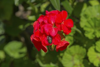 An insect sitting on bright red flowers surrounded by green leaves, bracken chafer (Phyllopertha