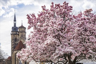 Magnolia blossom in Stuttgart, blooming magnolias (Magnolia) in front of the two towers of the