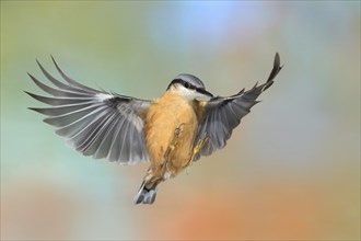 Eurasian nuthatch (Sitta europaea), in flight, lateral flight photo, animals, birds, Siegerland,