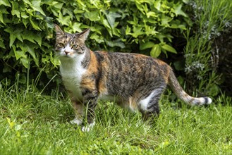 Cat, European Shorthair, domestic cat (Felis catus), in the grass, tricoloured, Baden-Württemberg,