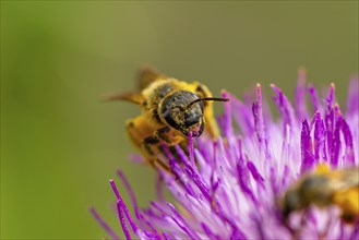 Close-up of a wild bee (Osmia bicolor) collecting pollen on a purple blossom of carduus marianus