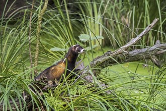 European polecat (Mustela putorius) hunting along shore of pond in marshland