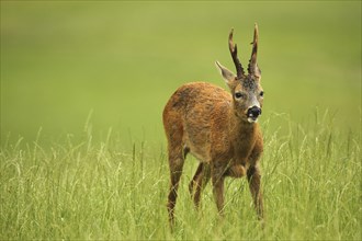 European roe deer (Capreolus capreolus) buck in summer coat on meadow, AllgÃ¤u, Bavaria, Germany,