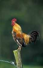 Cock crowing on fence along field