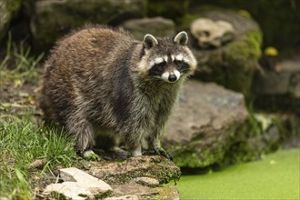 Raccoon (Procyon lotor) foraging, Germany, Europe