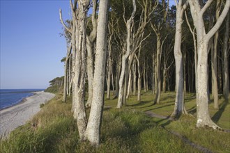 Beech trees, shaped by strong sea winds, at Ghost Wood, Gespensterwald along the Baltic Sea beach