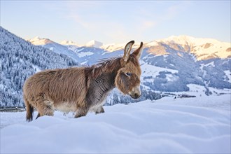 Domestic donkey (Equus asinus asinus) on a snowy meadow in the mountains in tirol at sunrise,