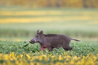 Solitary wild boar (Sus scrofa) sow, female eating sugar beet plants in field in summer