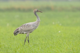 Crane, common crane (Grus grus) young bird, wildlife, standing in a meadow in autumn, birds,