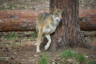 European gray wolf (Canis lupus), scratching on tree in forest, Germany, Europe