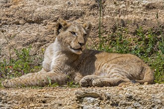 African lion (Panthera leo) juvenile resting against rock face showing camouflage colours