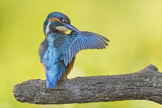 Common kingfisher (Alcedo atthis) juvenile, male, flapping his wings, plumage care, Middle Elbe