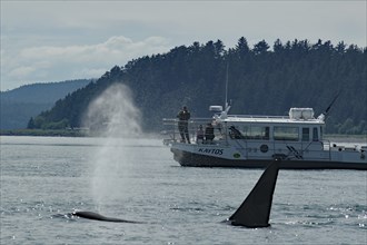 Fluke of an orca in front of a small tourist boat, Whale watching, Inside Passage, Juneau, Alaska,