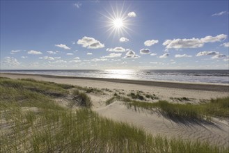 Beach and European marram grass (Ammophila arenaria), beachgrass in the dunes on Texel, West