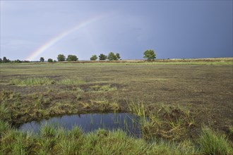 Rainbow over the high moor, Emsland, Lower Saxony, Germany, Europe