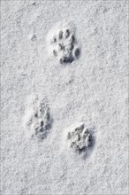 Close-up of footprints showing paw pads from European polecat (Mustela putorius) in the snow in