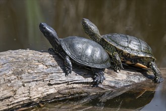 European pond turtles (Emys orbicularis), on a tree trunk, Germany, Europe