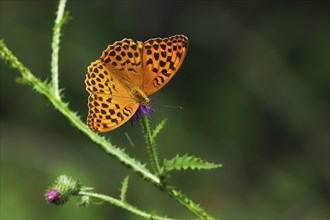 Silver-washed fritillary (Argynnis paphia), male, on flower of creeping thistle (Cirsium arvense),