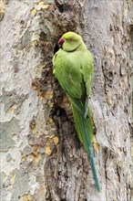 Rose-ringed parakeet (Psittacula krameri) on a tree, wildlife, Germany, Europe