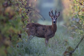 European roe deer (Capreolus capreolus) in autumn leaves, Wittlich, Rhineland-Palatinate, Germany,