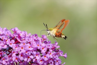 Bumblebee hawk moth (Hemaris fuciformes), in flight the bumblebee hawk moth sucks nectar on summer